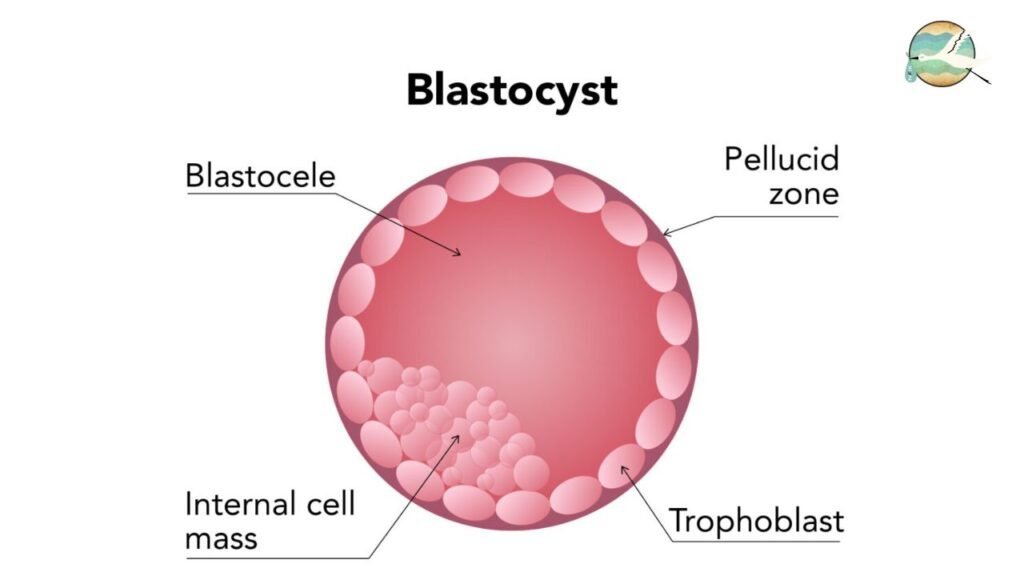 blastocyst in IVF