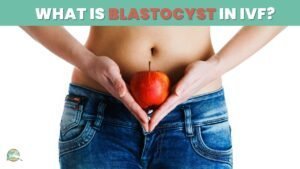 What is blastocyst in IVF?
