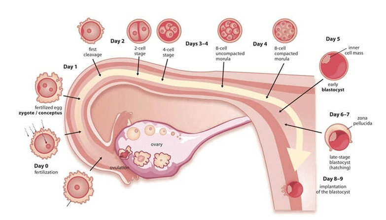 When To Do A Pregnancy Test After Blastocyst Transfer 