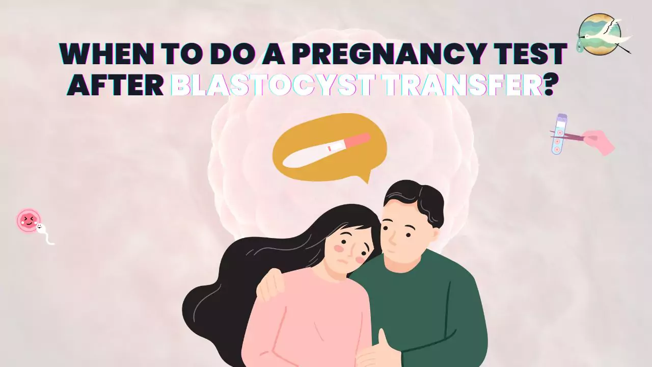 When To Do A Pregnancy Test After Blastocyst Transfer 