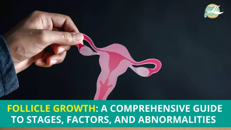 Follicle Growth: A Comprehensive Guide to Stages, Factors, and Abnormalities