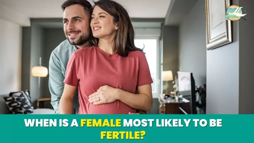 When is a female most likely to be fertile?