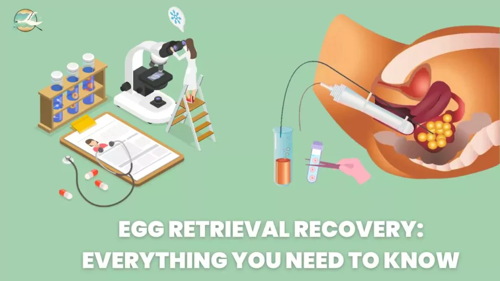 Egg Retrieval Recovery: Everything You Need to Know