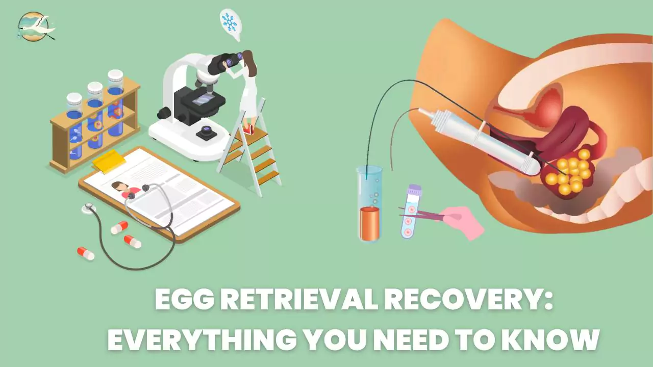 Egg Retrieval Recovery: Everything You Need to Know
