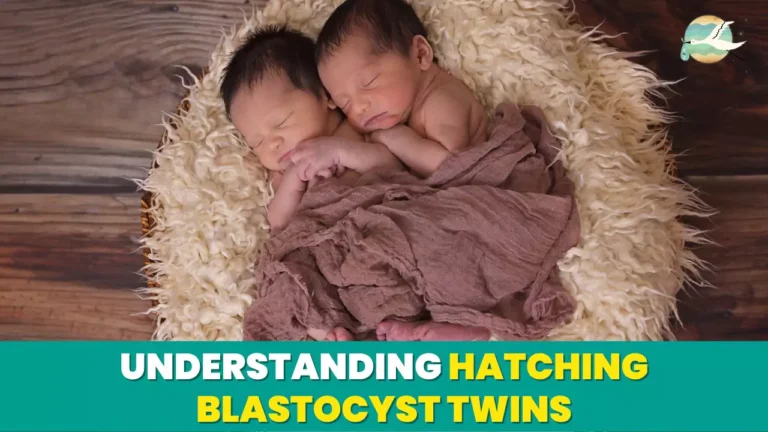 Understanding Hatching Blastocyst Twins