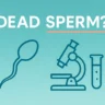Dead sperm: what it means, why it happens, and how fertility specialists help